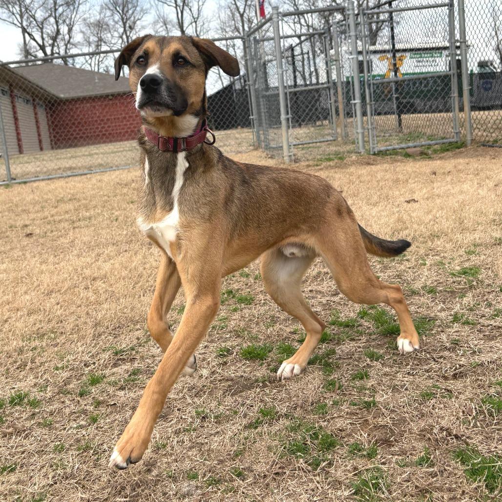 Enlarge Barney, a Adoptable mixed breed in Cabot, AR image 5/6