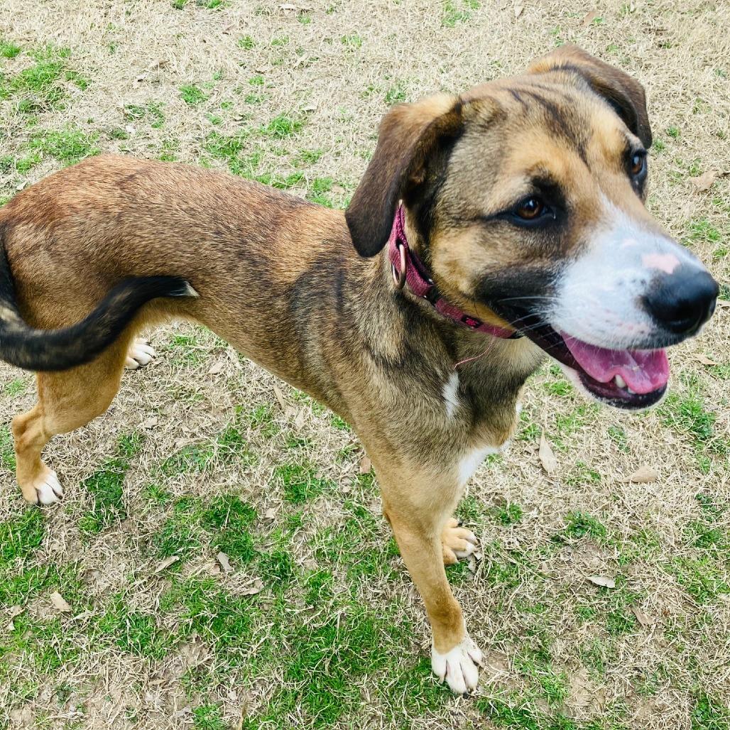 Enlarge Barney, a Adoptable mixed breed in Cabot, AR image 5/6