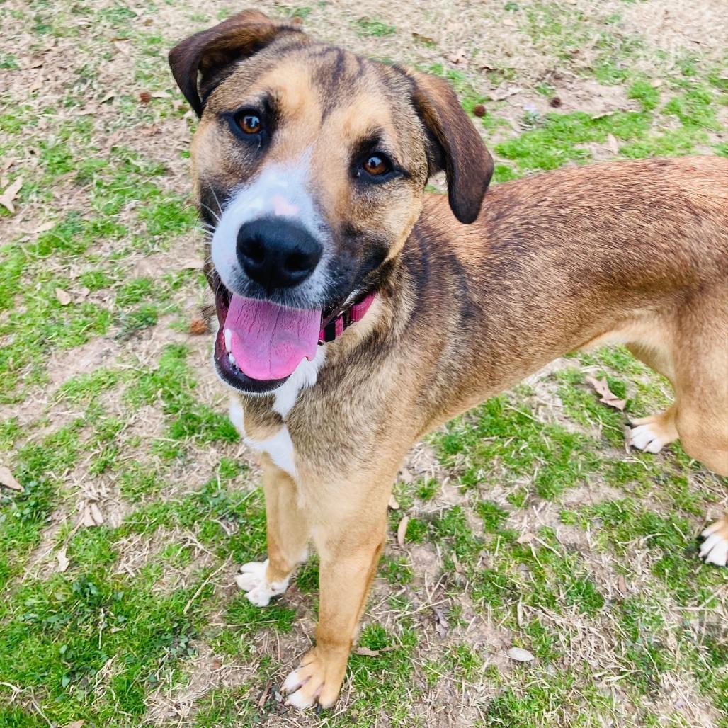 Enlarge Barney, a Adoptable mixed breed in Cabot, AR image 6/6