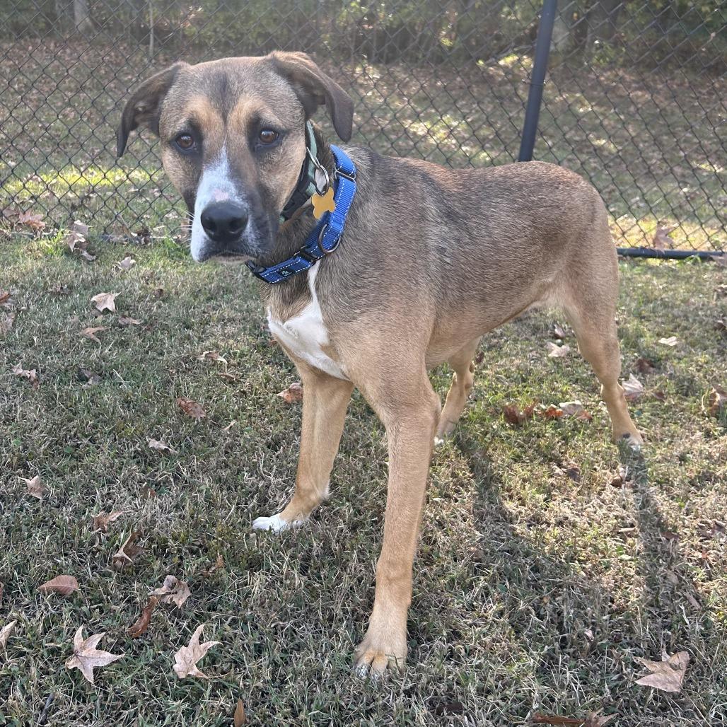 Enlarge Barney, a Adoptable mixed breed in Cabot, AR image 4/4