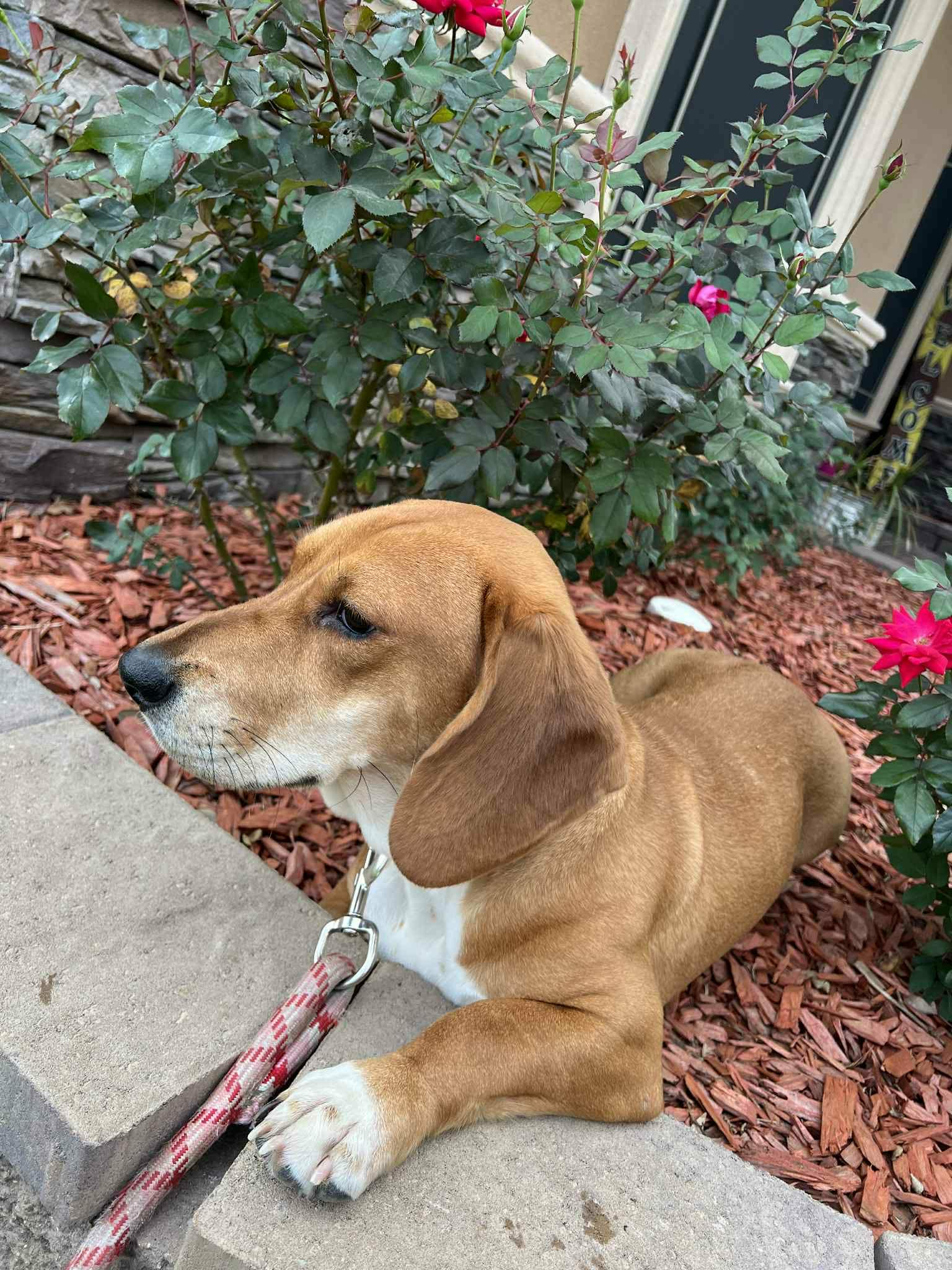 Enlarge LACY, a Adopted mixed breed in Mays Landing, NJ image 1/3