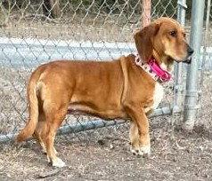 Enlarge LACY, a Adopted mixed breed in Mays Landing, NJ image 2/3