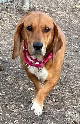 Enlarge LACY, a Adopted mixed breed in Mays Landing, NJ image 3/3