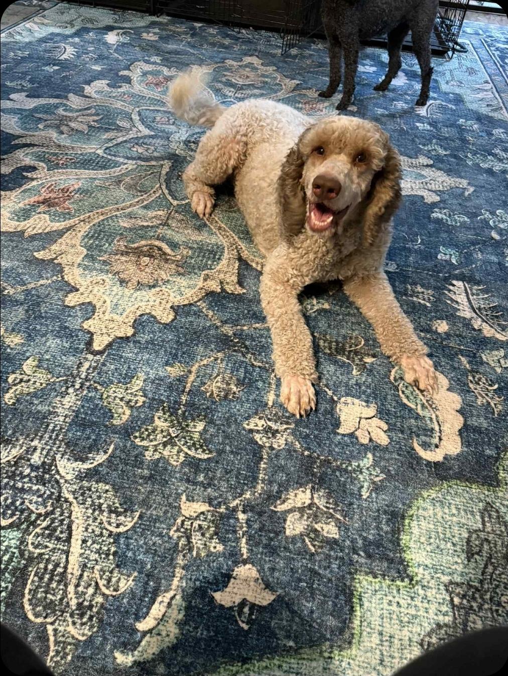 Newton (Newt), an adoptable Poodle in Buckley, WA, 98321 | Photo Image 2