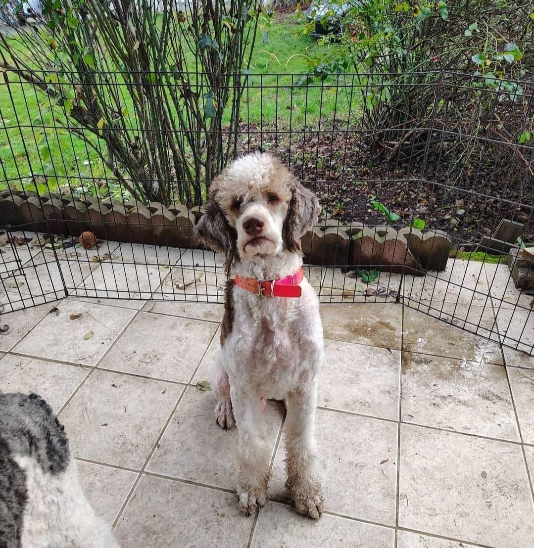 Newton (Newt), an adoptable Poodle in Buckley, WA, 98321 | Photo Image 5