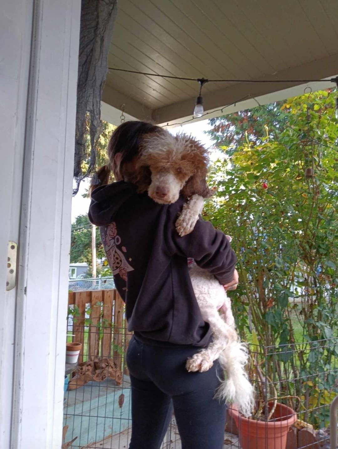 Newton (Newt), an adoptable Poodle in Buckley, WA, 98321 | Photo Image 4