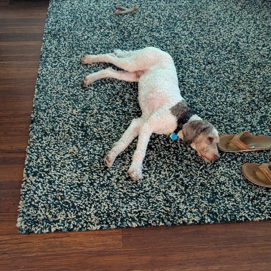 Newton (Newt), an adoptable Poodle in Buckley, WA, 98321 | Photo Image 3