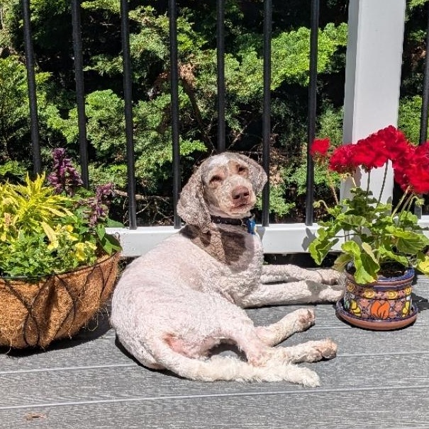 Newton (Newt), an adoptable Poodle in Buckley, WA, 98321 | Photo Image 1