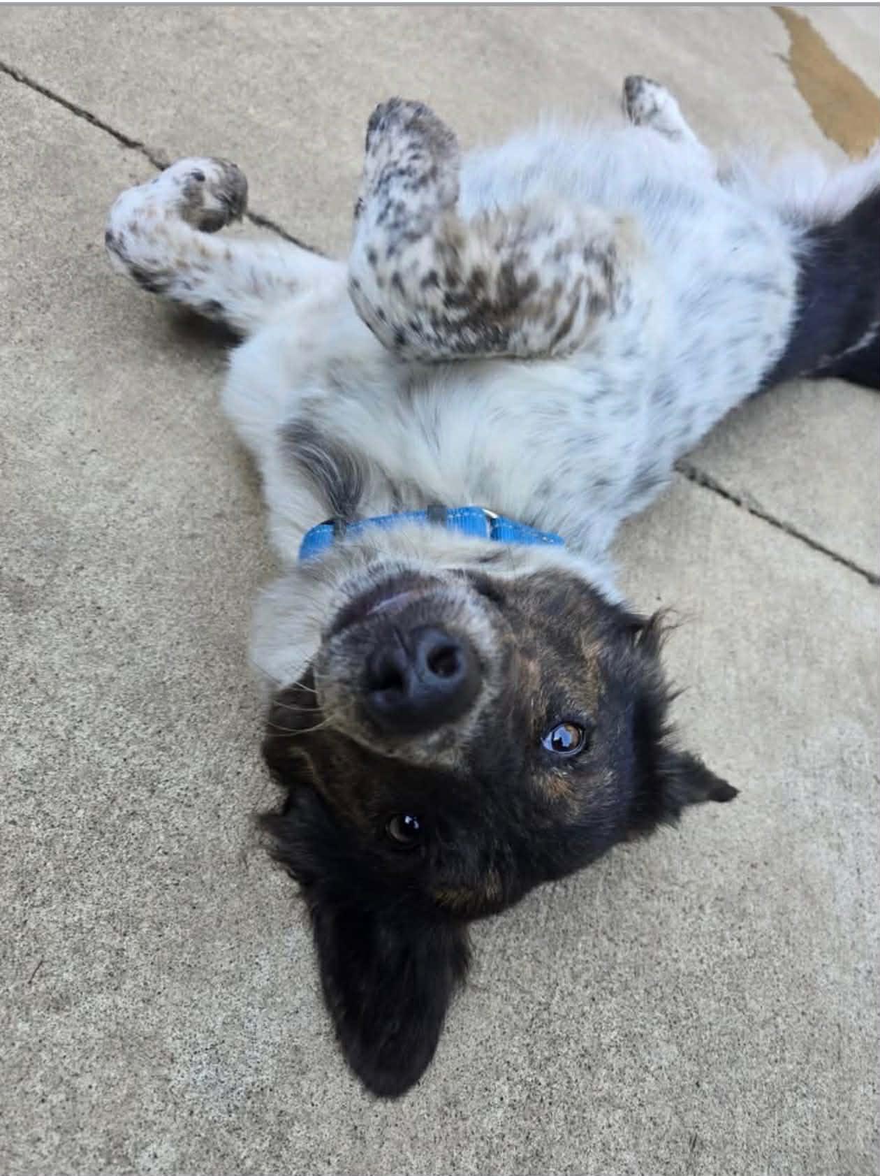 Enlarge Ollie , an adopted mixed breed in Bend, OR image 4/4