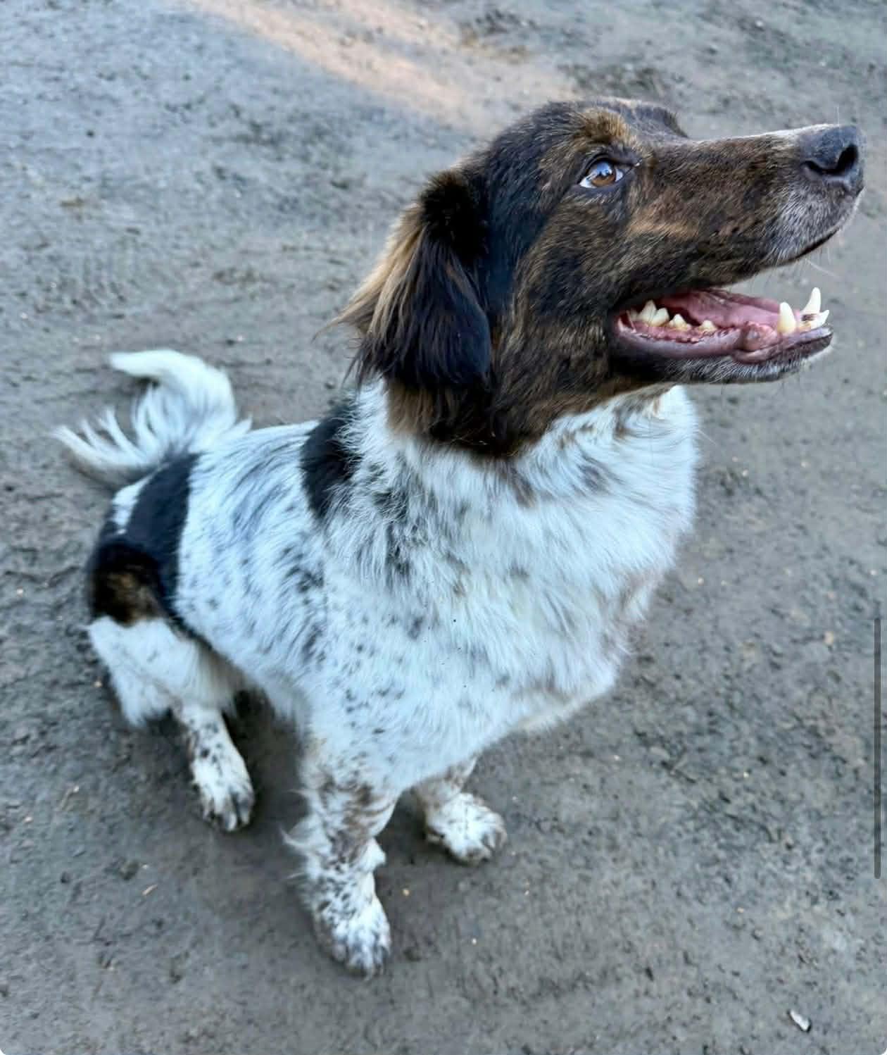 Ollie , adopted, Young Male Australian Shepherd.