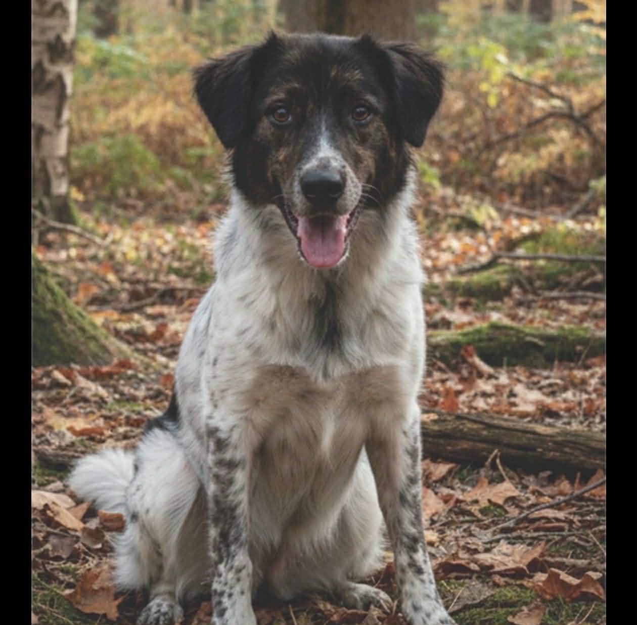 Enlarge Ollie , an adopted mixed breed in Bend, OR image 3/4