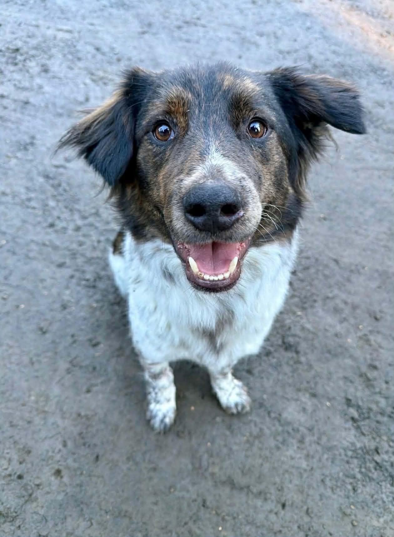 Enlarge Ollie , an adopted mixed breed in Bend, OR image 2/4