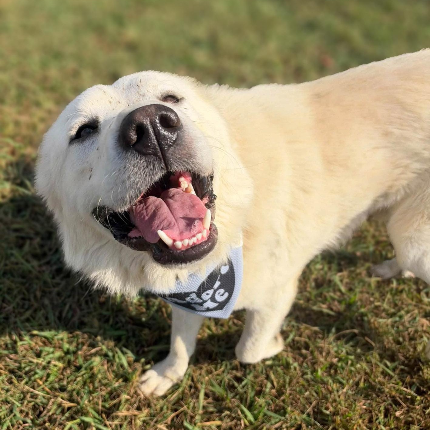 Enlarge Theodore, a Adopted mixed breed in Lebanon, TN image 4/6