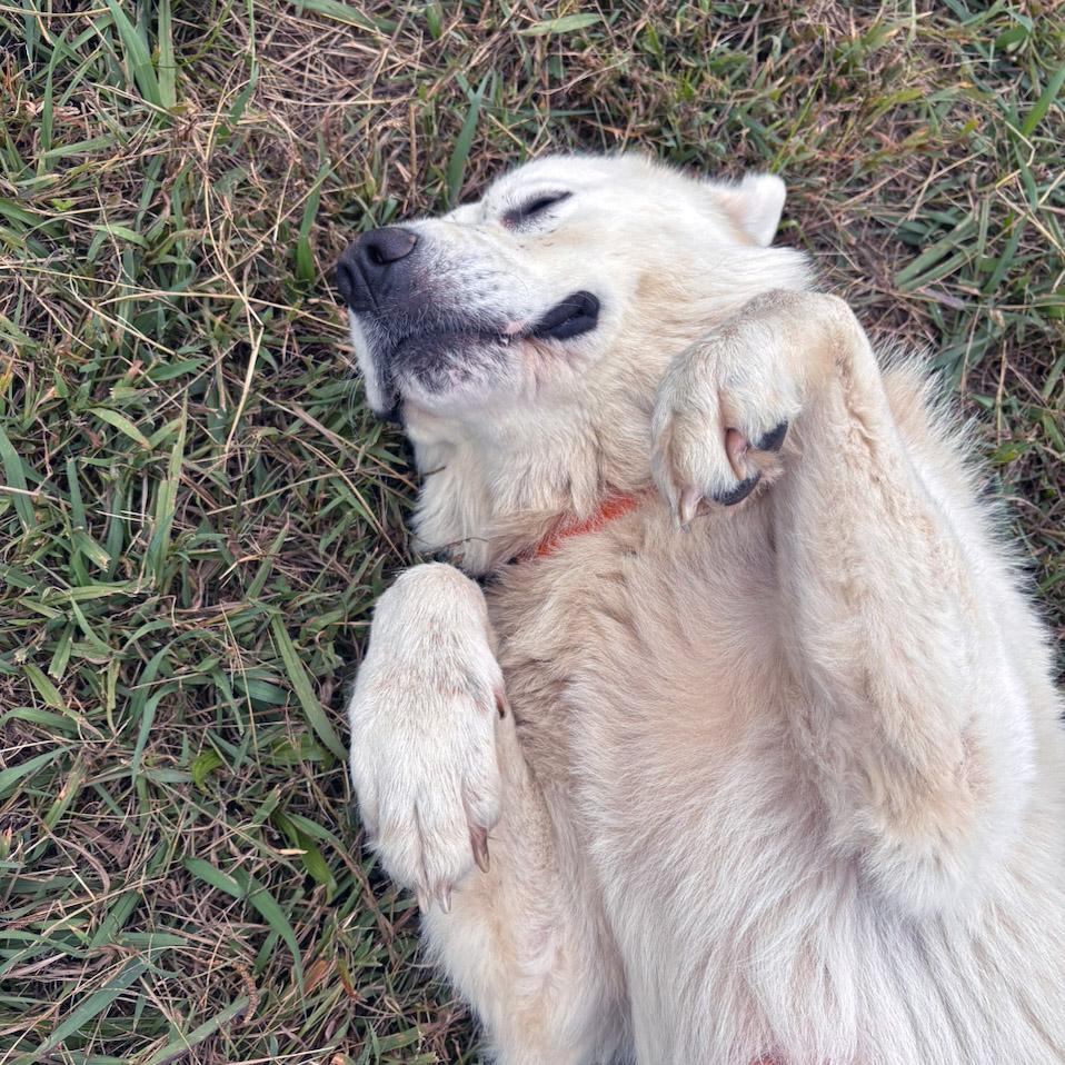 Enlarge Theodore, a Adopted mixed breed in Lebanon, TN image 6/6
