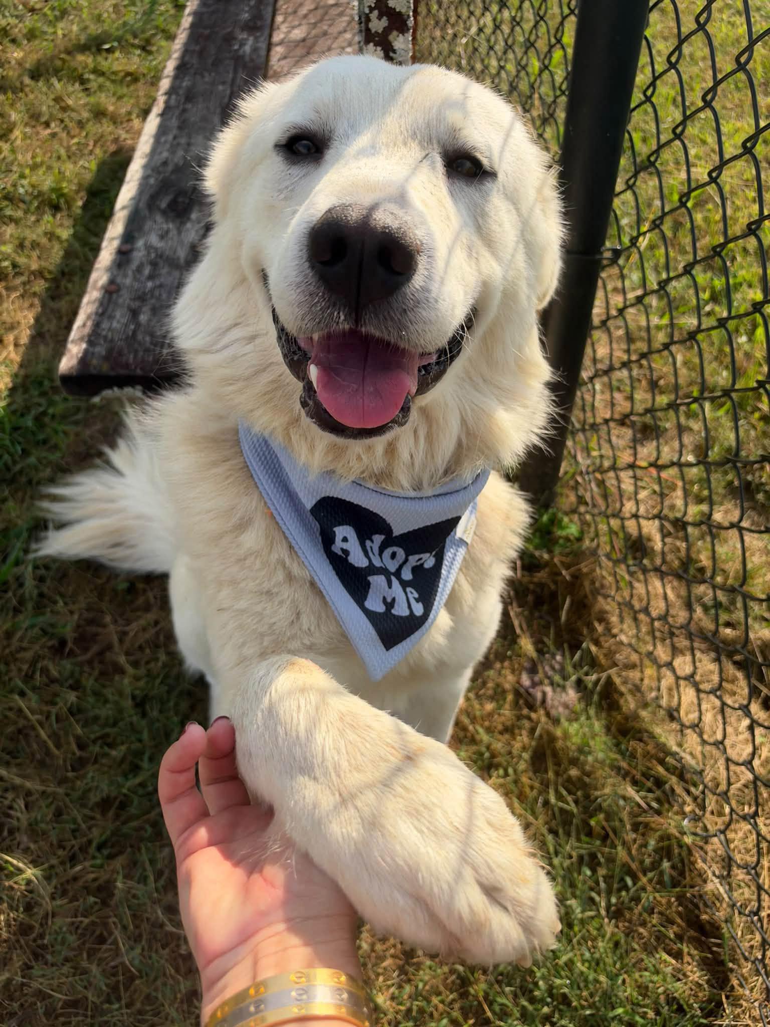 Theodore, Adopted, Young Male Great Pyrenees.