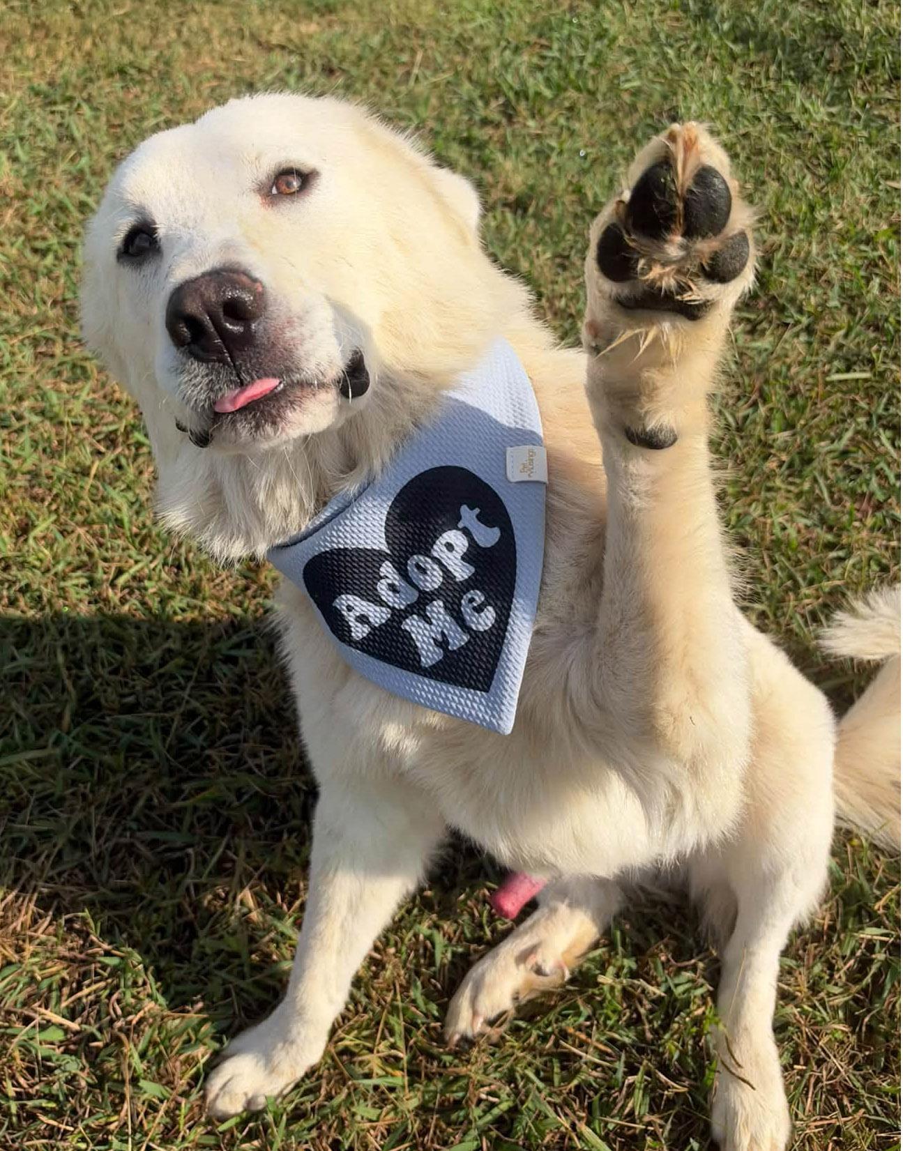 Enlarge Theodore, a Adopted mixed breed in Lebanon, TN image 2/6