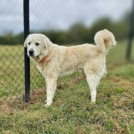 Enlarge Theodore, a Adopted mixed breed in Lebanon, TN image 5/6