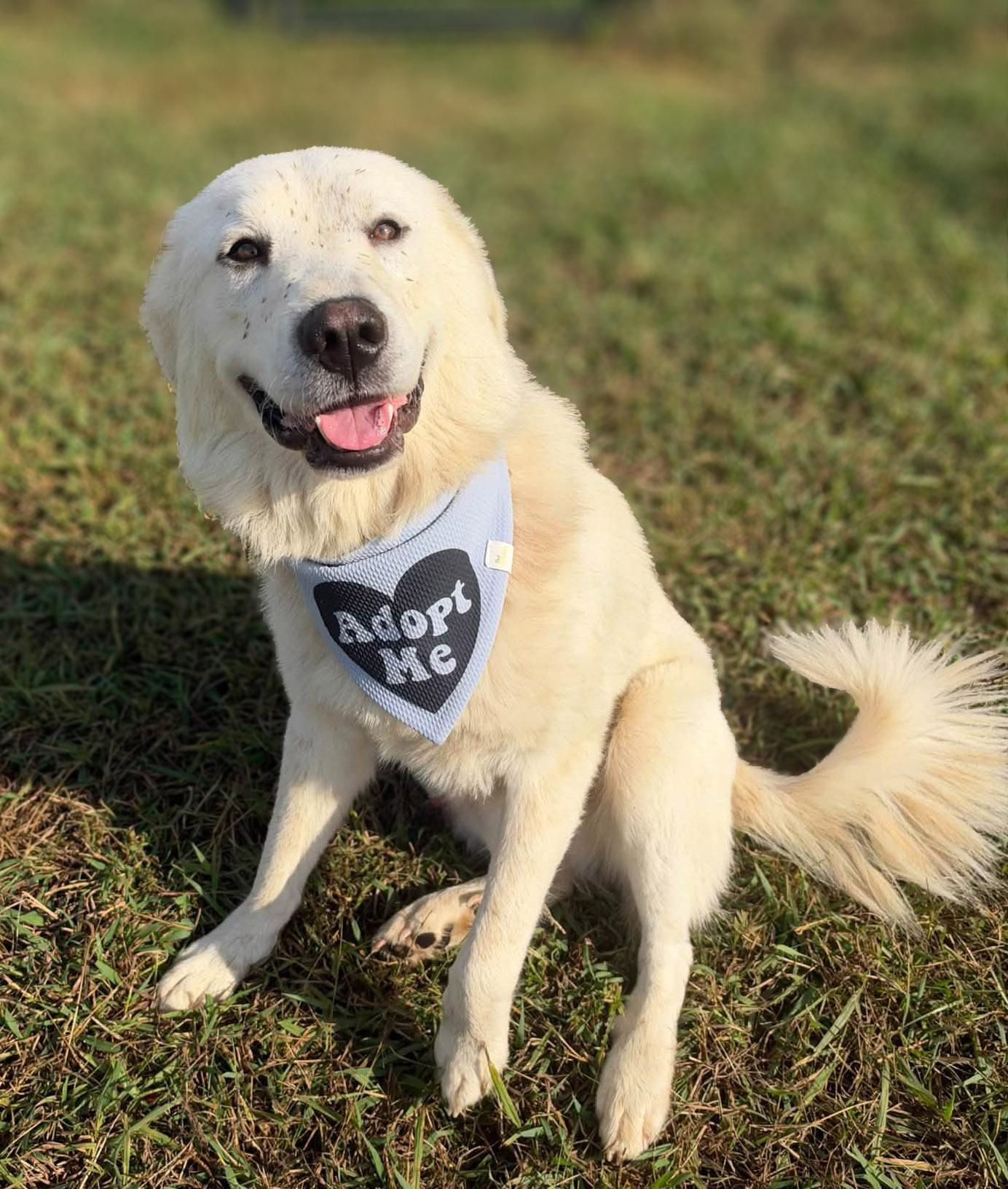 Enlarge Theodore, a Adopted mixed breed in Lebanon, TN image 3/6