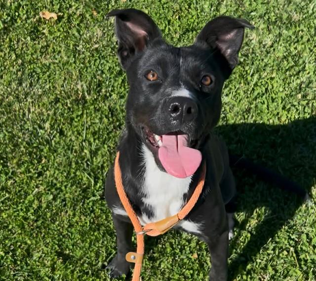 WILLOW, Adoptable, Young Female Labrador Retriever & Mixed Breed.