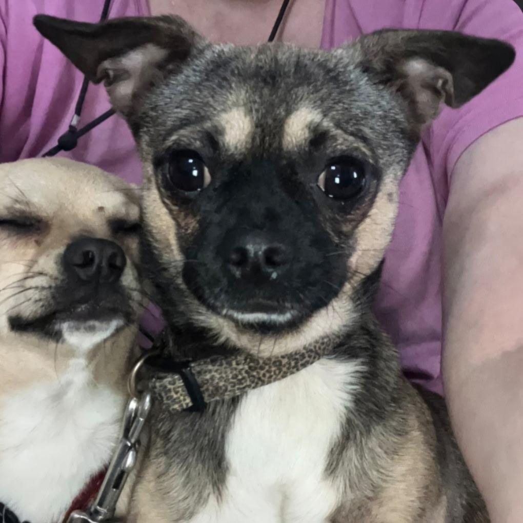 Nugget — thumbnail 3