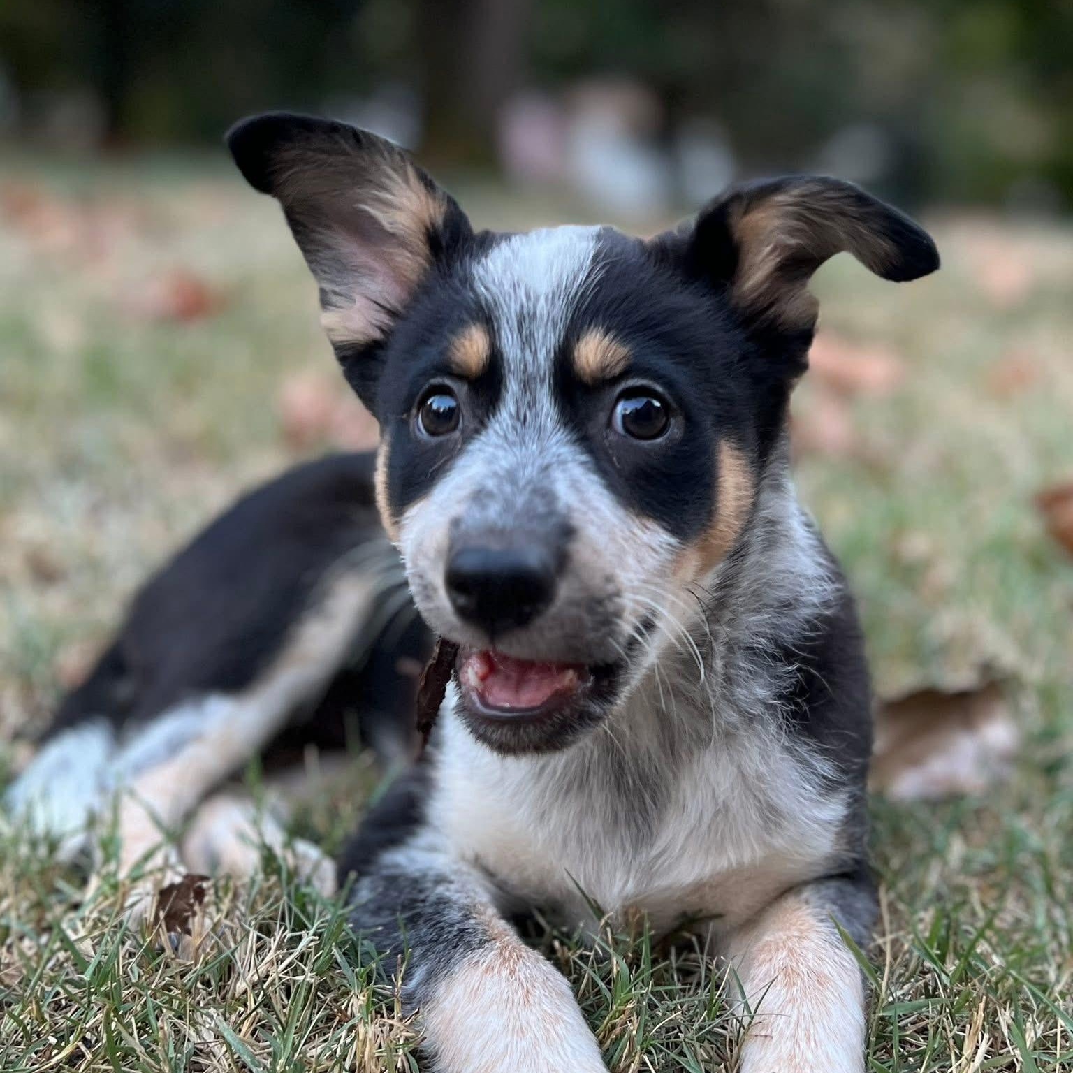 Enlarge Nash, a Adopted mixed breed in Fort Mill, SC image 2/6