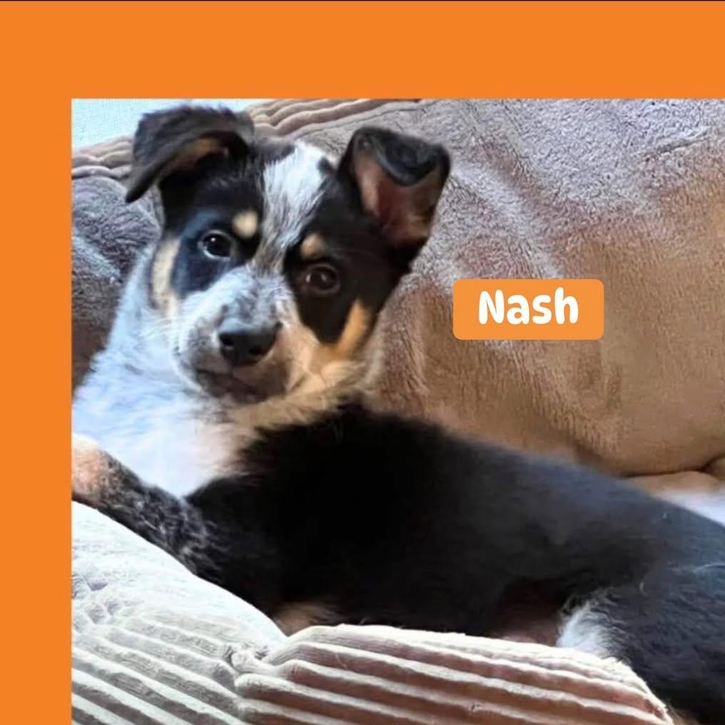 Enlarge Nash, a Adopted mixed breed in Fort Mill, SC image 3/6