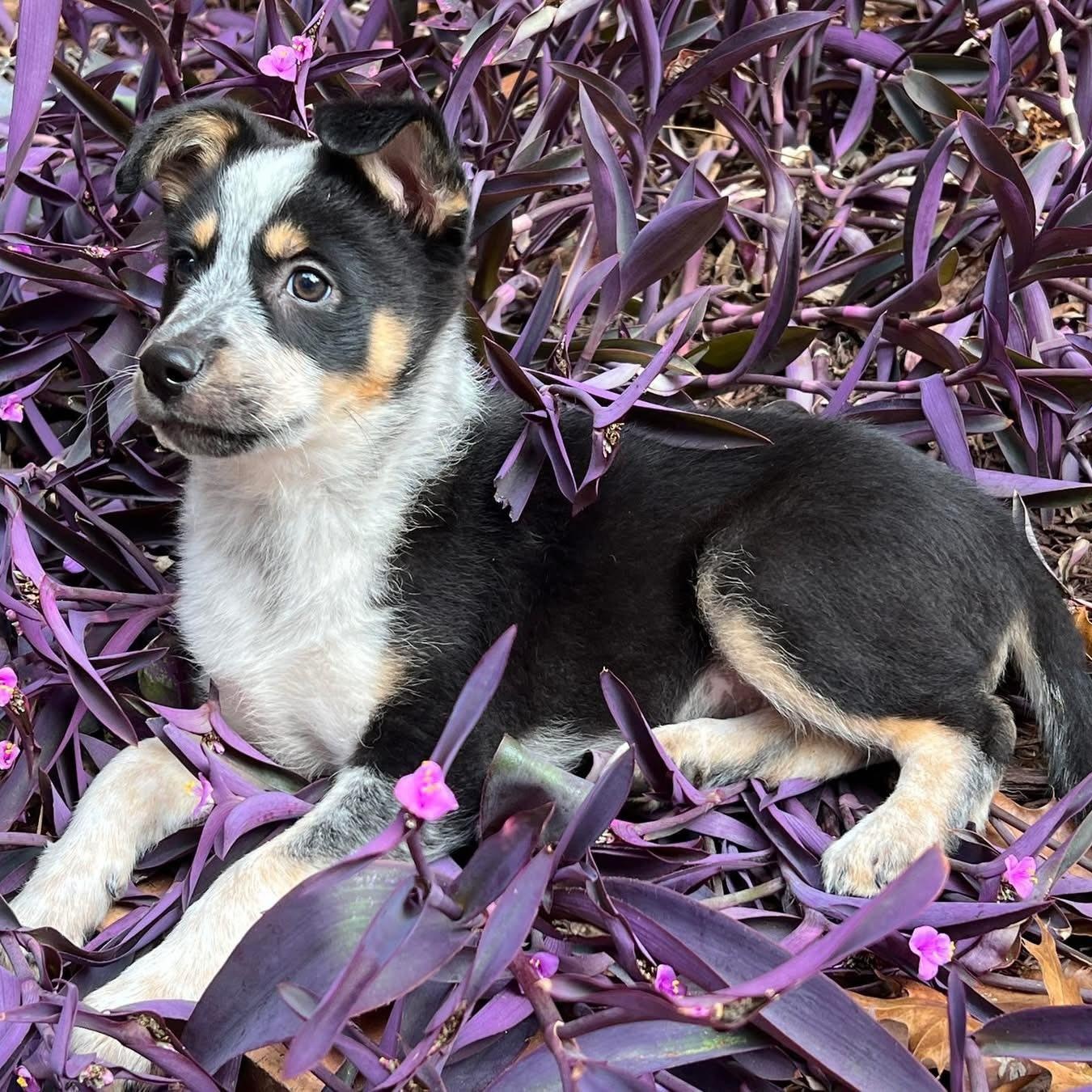 Enlarge Nash, a Adopted mixed breed in Fort Mill, SC image 4/6