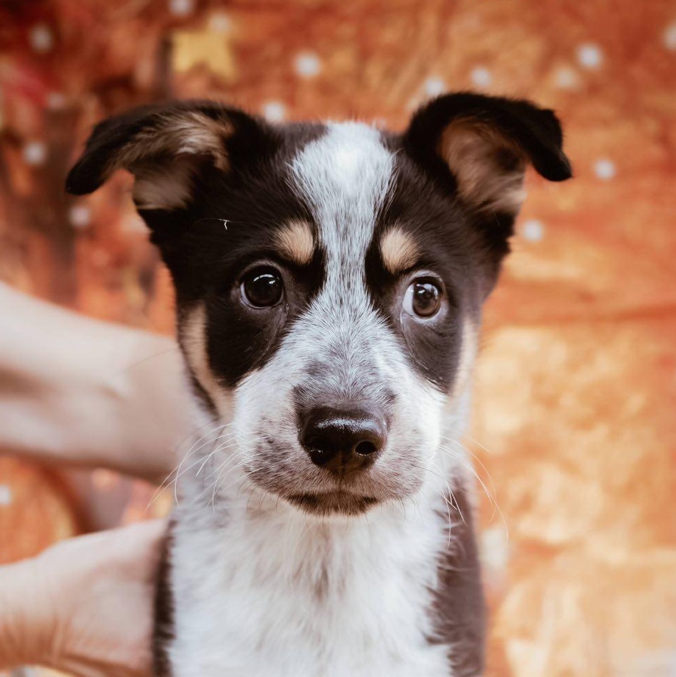 Nash, Adopted, Young Male Australian Cattle Dog / Blue Heeler.