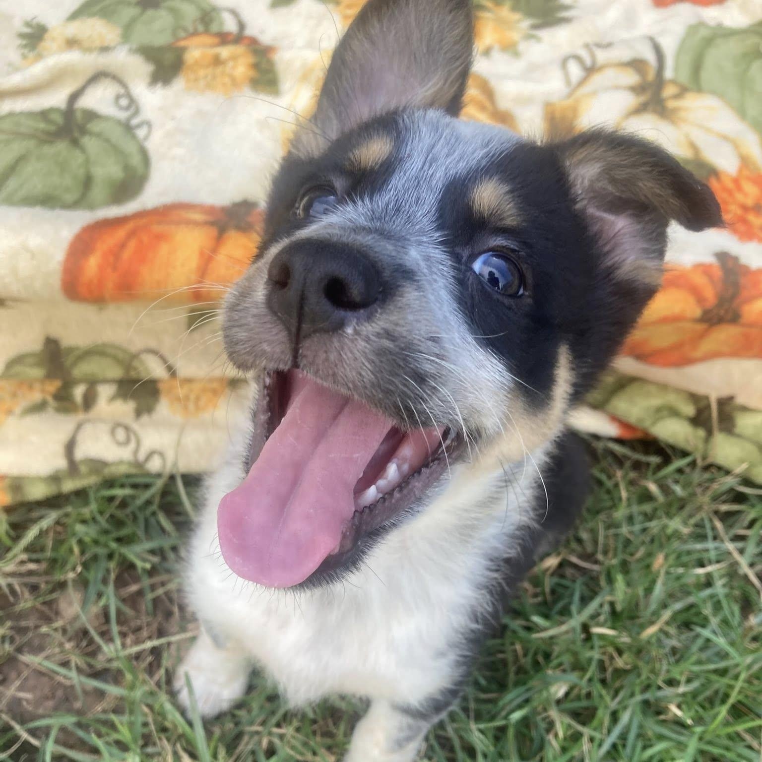 Enlarge Nash, a Adopted mixed breed in Fort Mill, SC image 5/6