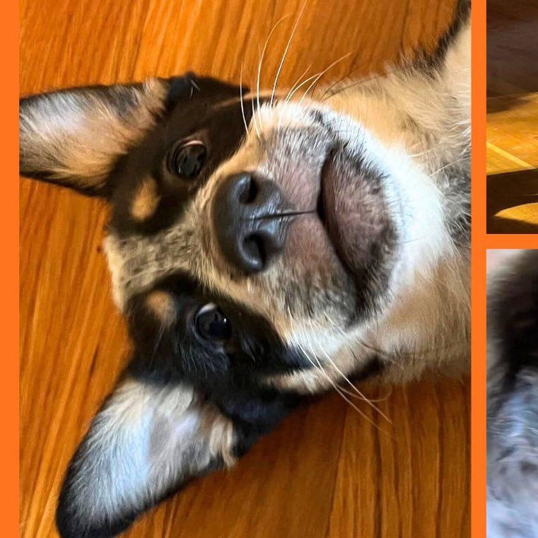 Enlarge Nash, a Adopted mixed breed in Fort Mill, SC image 6/6