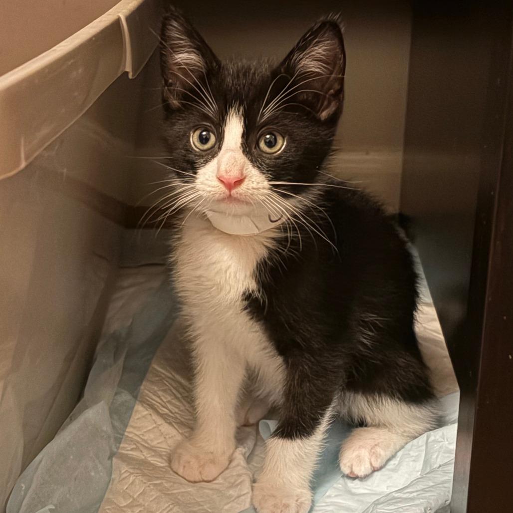 Chris (Kitten 1), Adoptable, Kitten Male Domestic Short Hair.