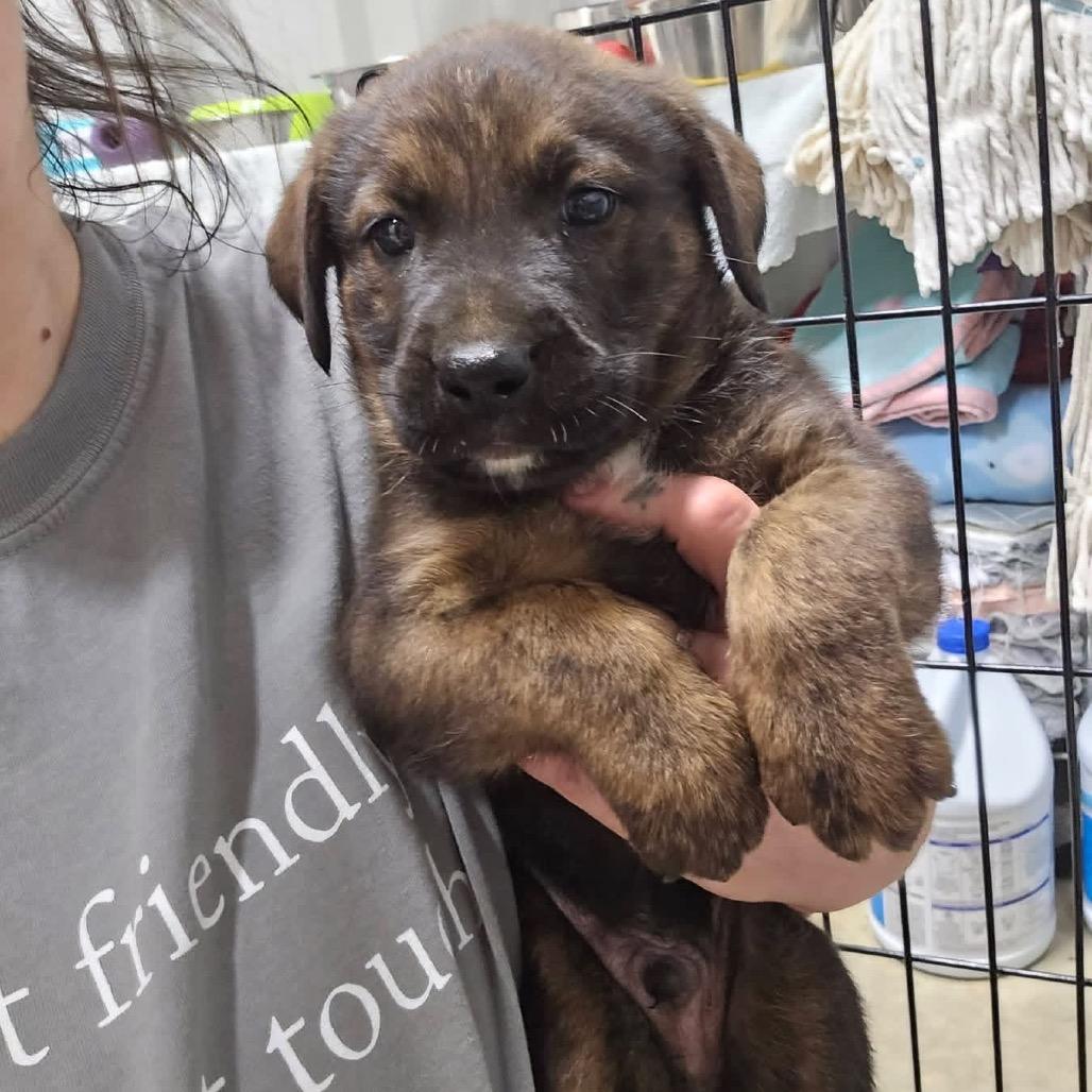 Enlarge Toaster-100203U, a Adoptable mixed breed in Tupelo, MS image 1/1