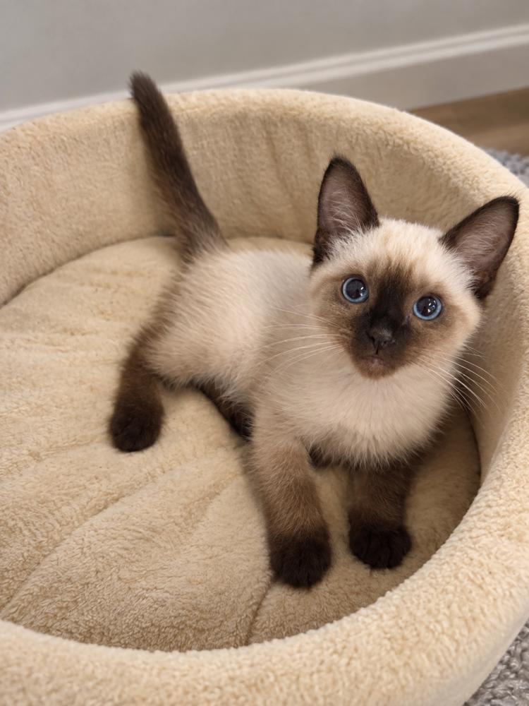 Meow photo