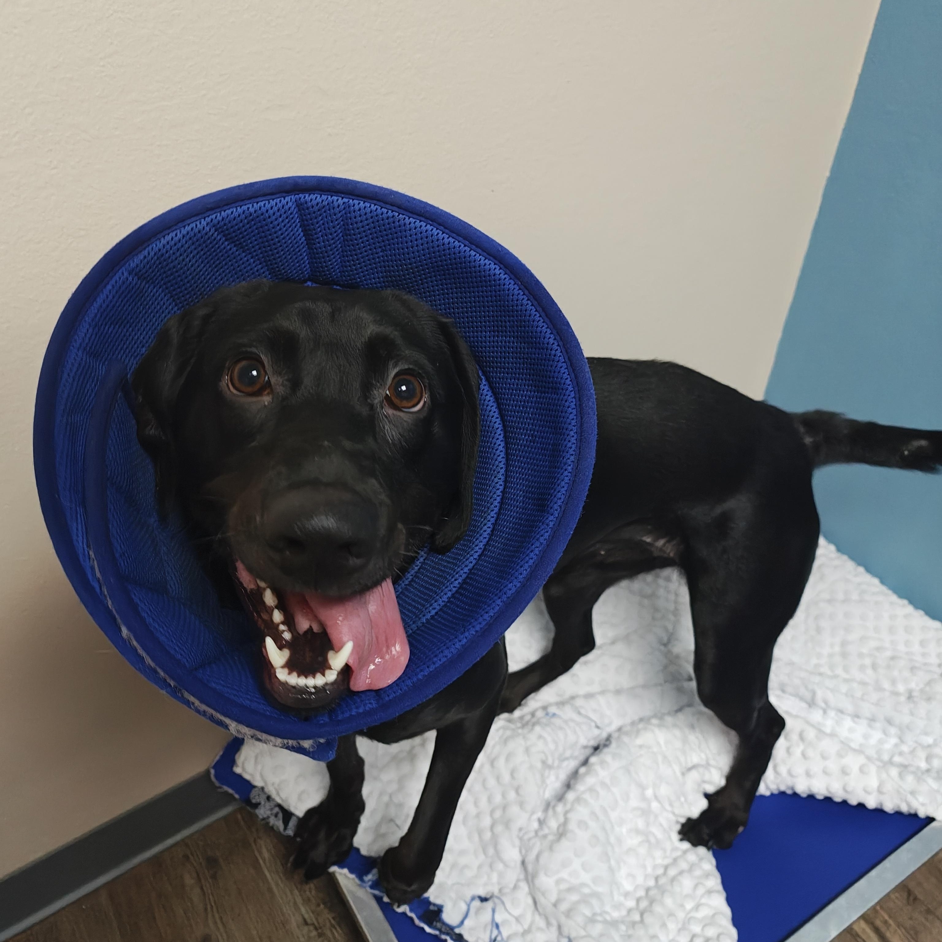 Enlarge Sophie, a Adoptable mixed breed in Oconto, WI image 1/2