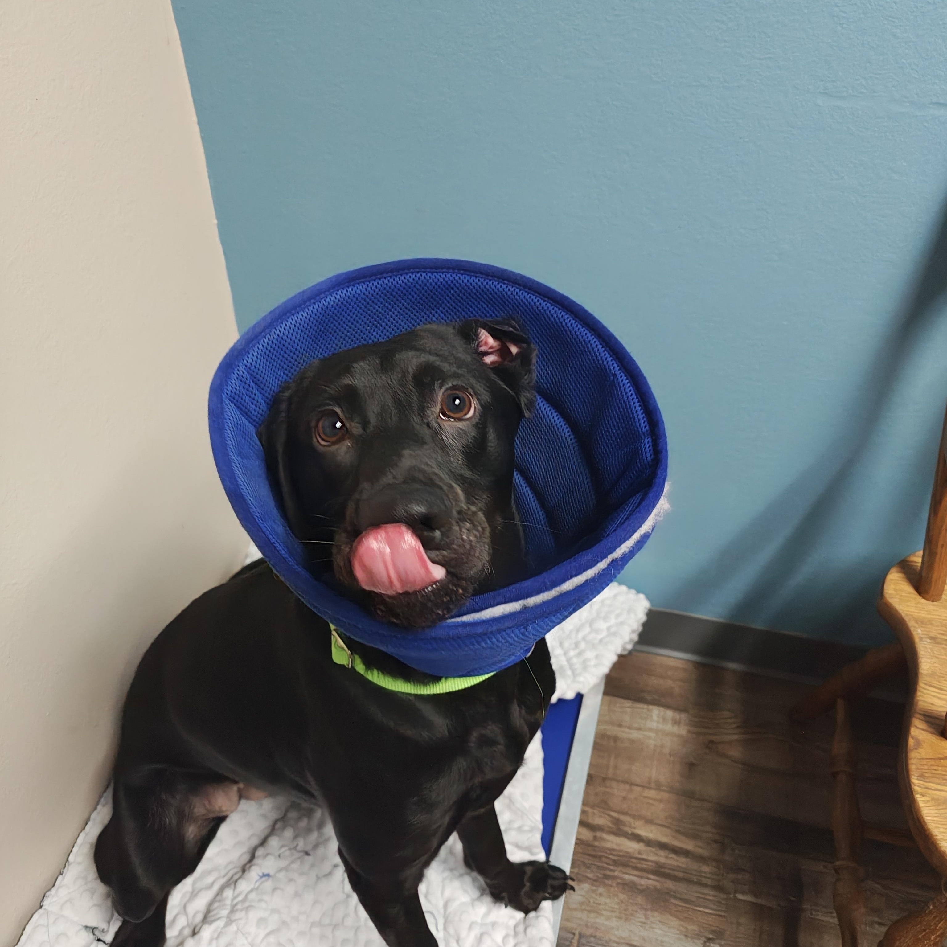 Enlarge Sophie, a Adoptable mixed breed in Oconto, WI image 2/2