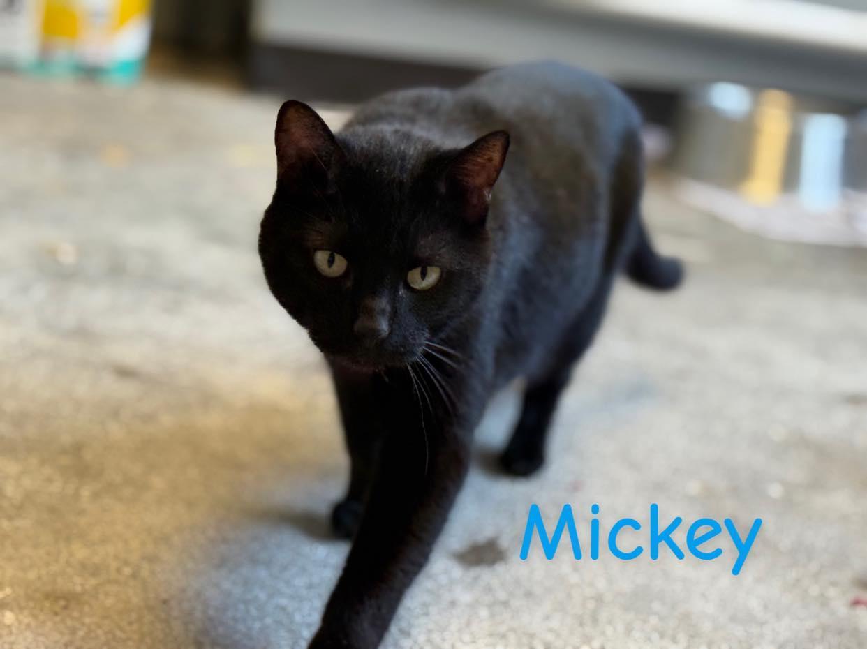 Enlarge Mickey, a Adopted mixed breed in Winchester, IN image 1/1