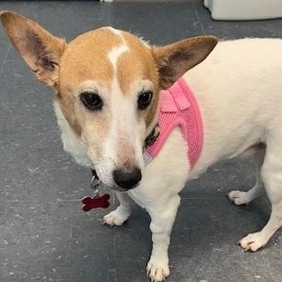 Enlarge Molly, an adopted mixed breed in Allegan, MI image 1/3