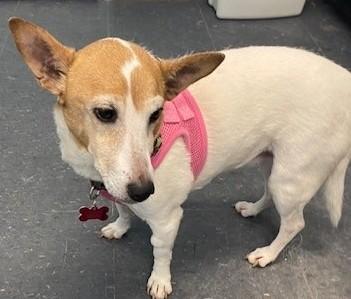 Enlarge Molly, an adopted mixed breed in Allegan, MI image 2/3