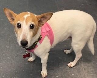 Enlarge Molly, an adopted mixed breed in Allegan, MI image 3/3