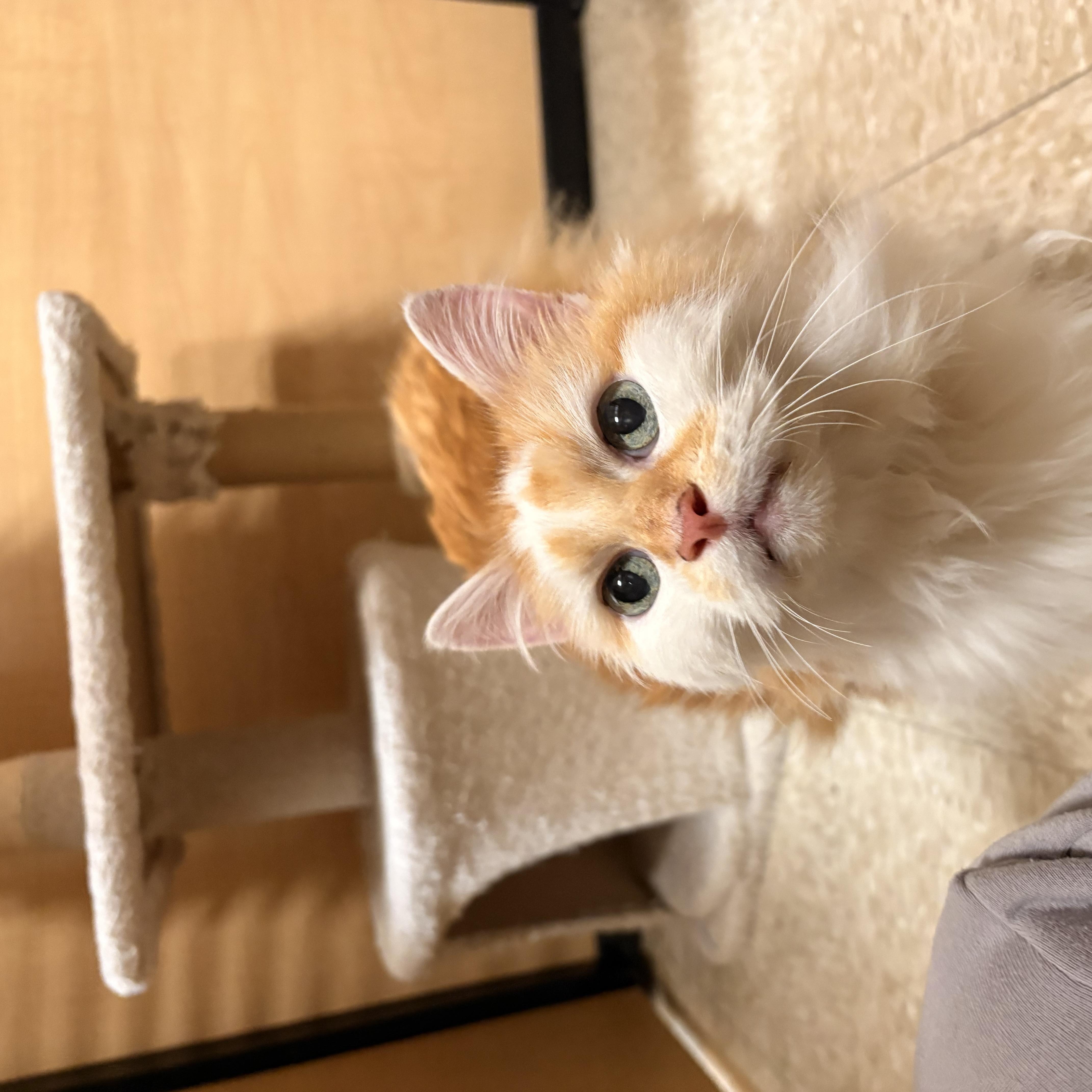 Enlarge Twinkle Toes, an adopted Domestic Long Hair in Barrington Hills, IL image 1/4