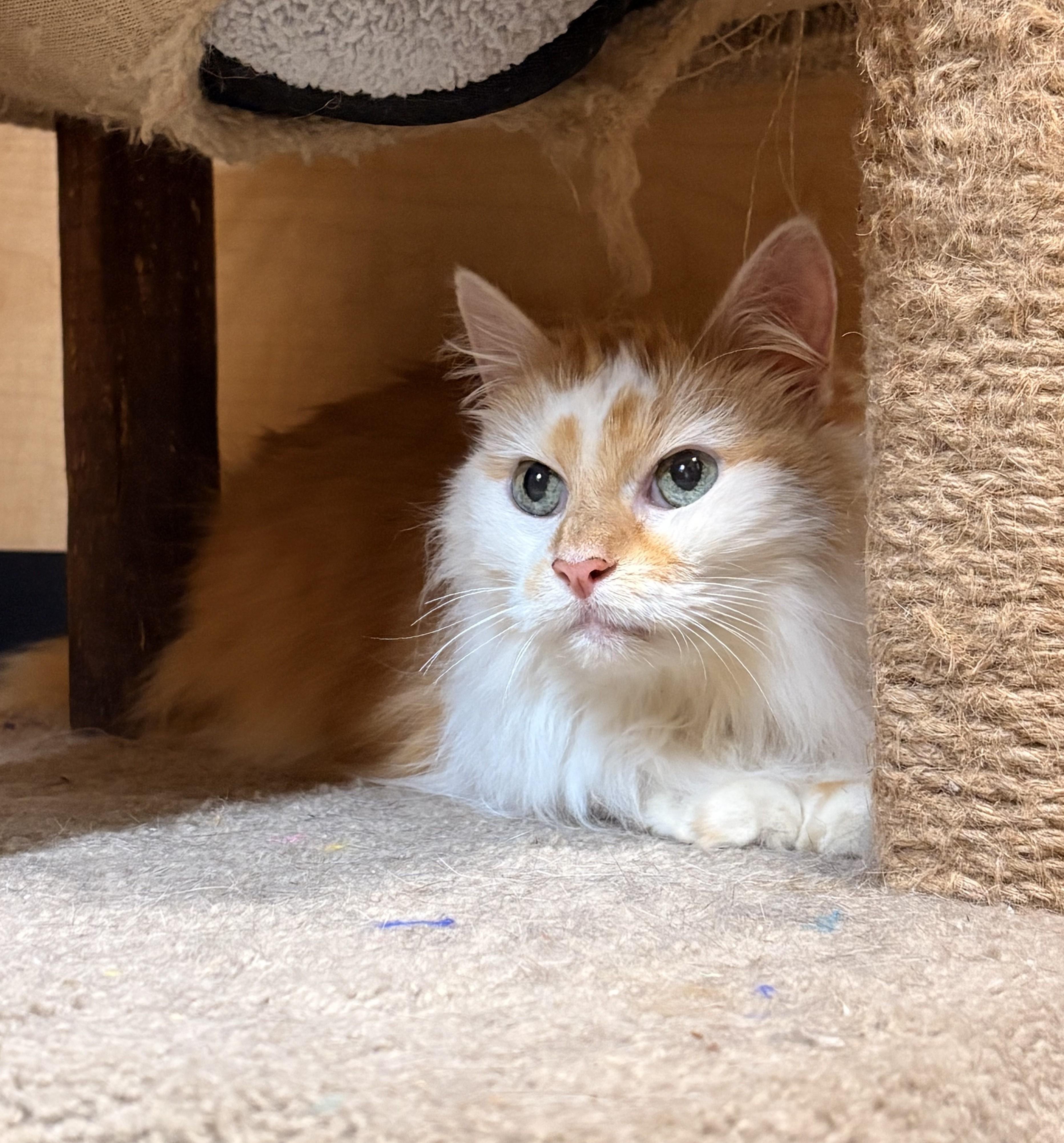 Enlarge Twinkle Toes, an adopted Domestic Long Hair in Barrington Hills, IL image 2/4