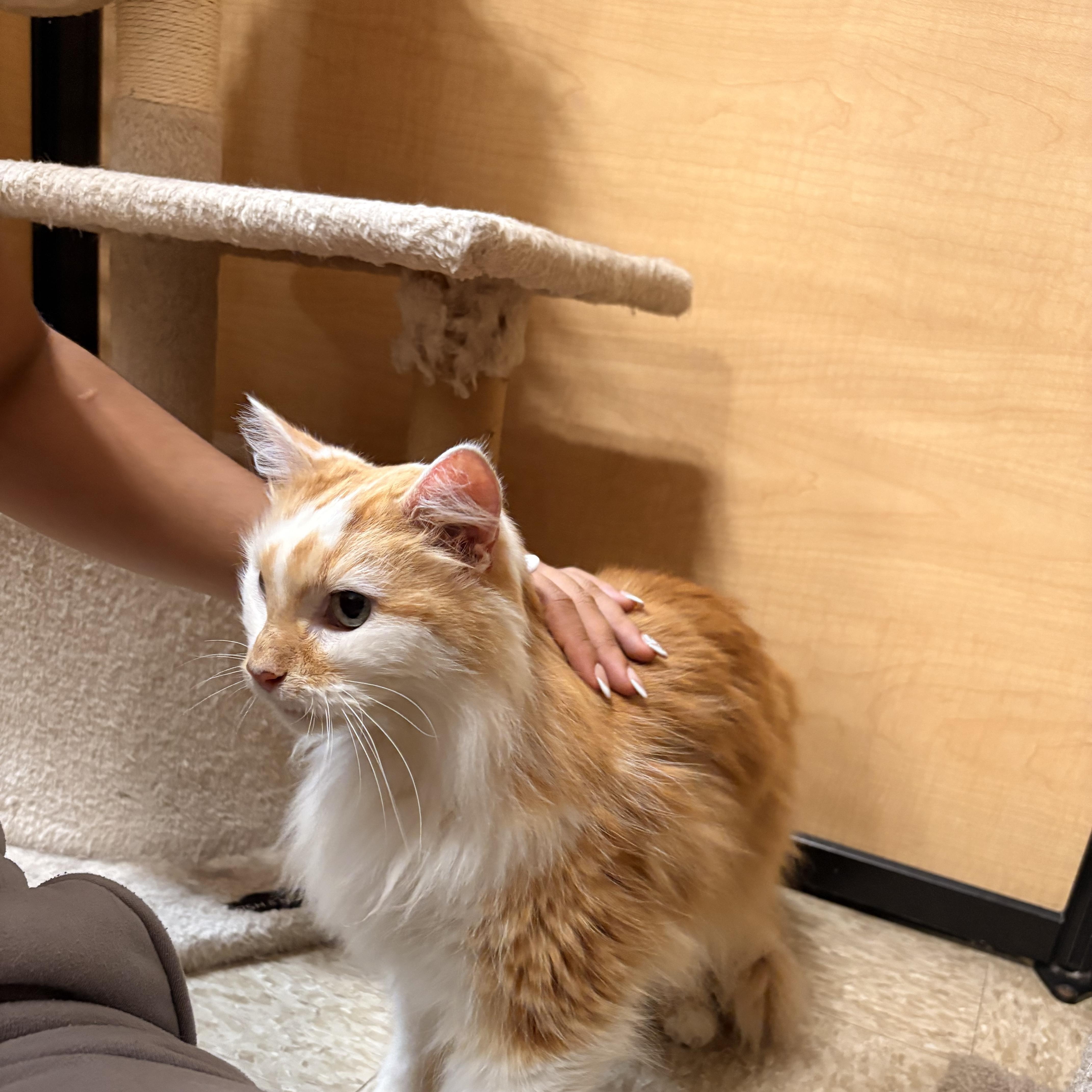 Enlarge Twinkle Toes, an adopted Domestic Long Hair in Barrington Hills, IL image 4/4
