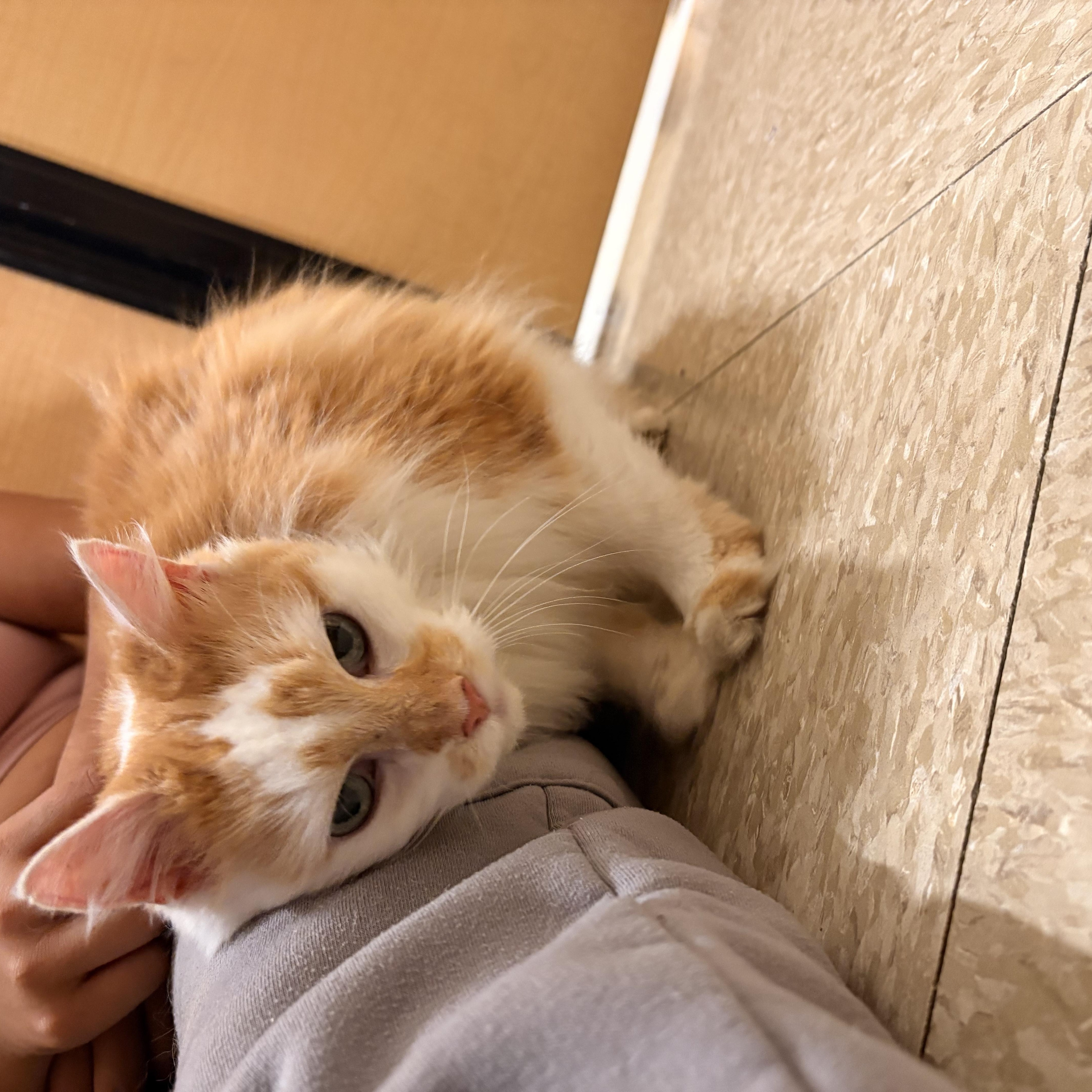 Enlarge Twinkle Toes, an adopted Domestic Long Hair in Barrington Hills, IL image 3/4