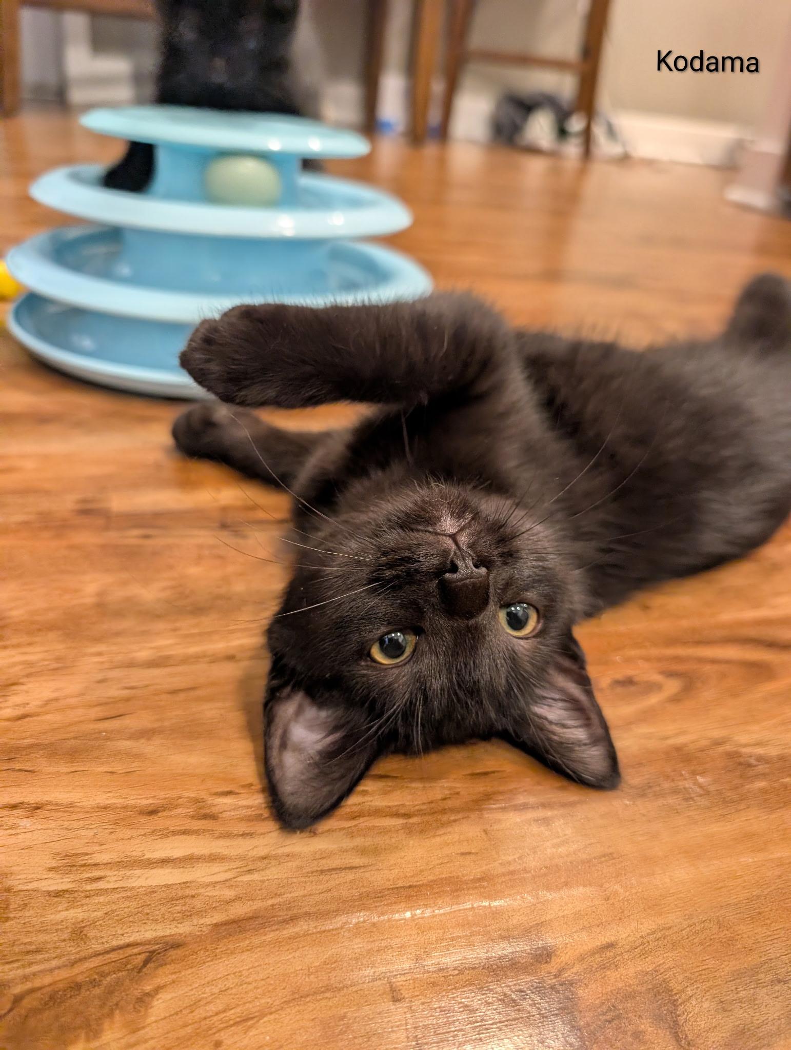 Kodama, Adoptable, Kitten Female Domestic Short Hair.