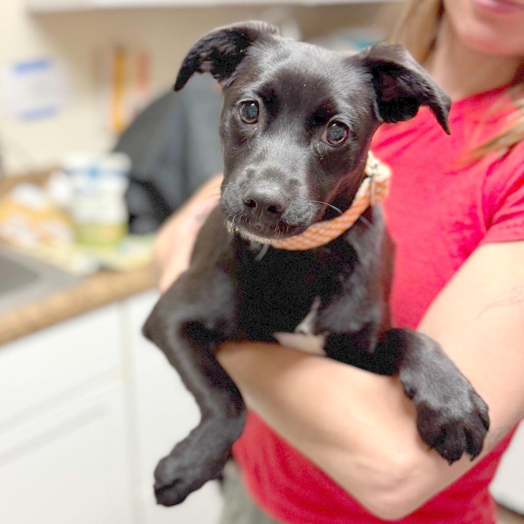 Osprey, a Adoptable Mixed Breed in Hendersonville, NC image 1/5