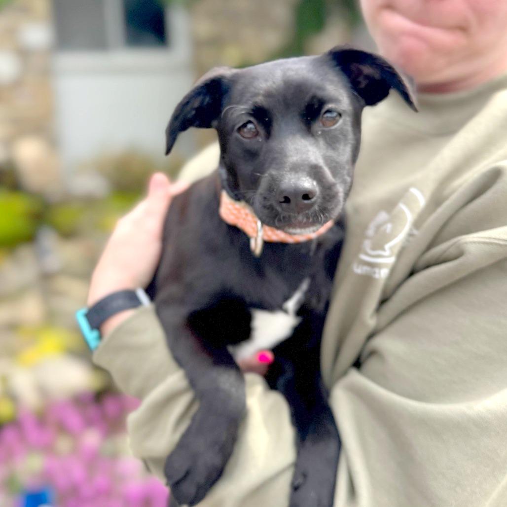 Osprey, a Adoptable Mixed Breed in Hendersonville, NC image 2/5