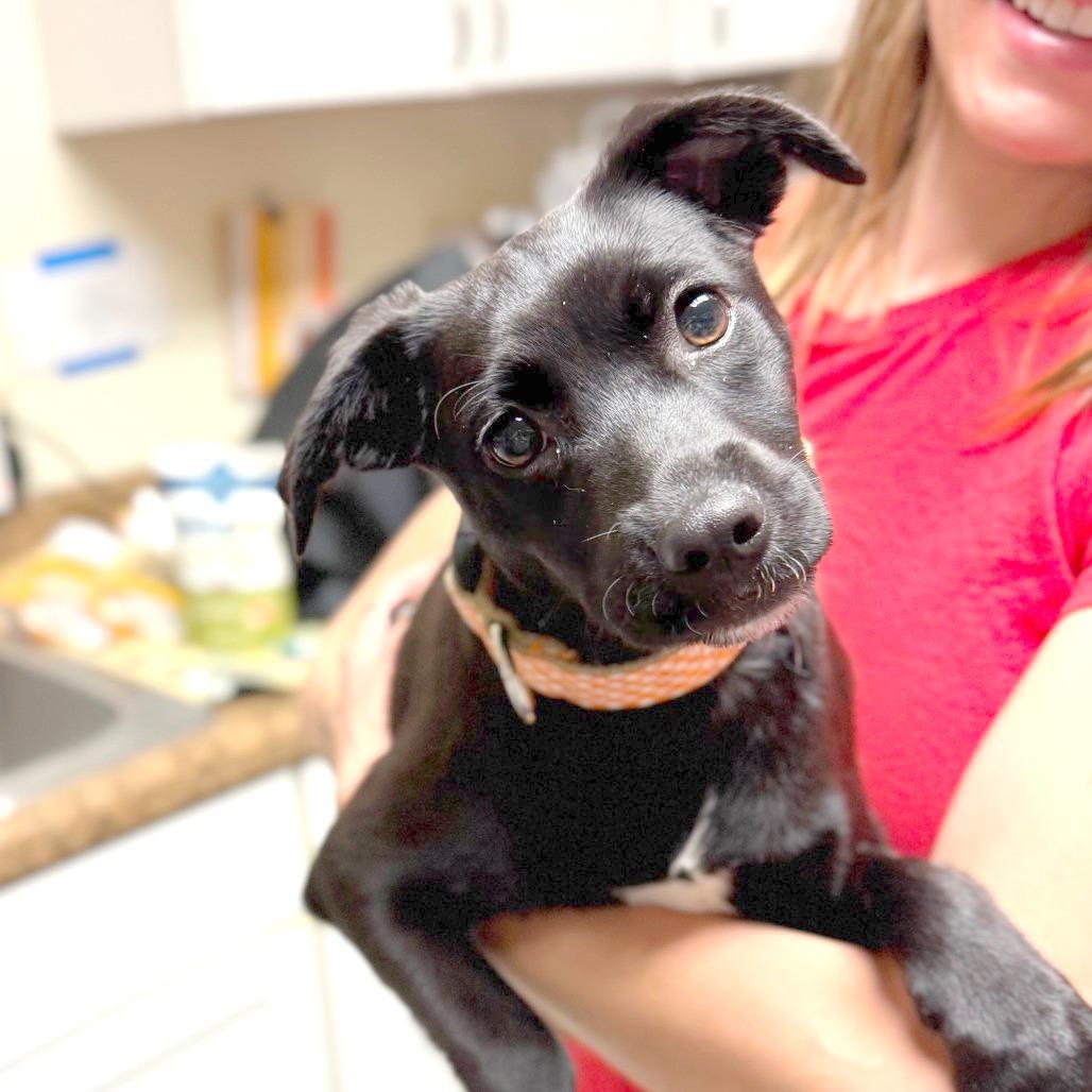 Osprey, a Adoptable Mixed Breed in Hendersonville, NC image 3/5