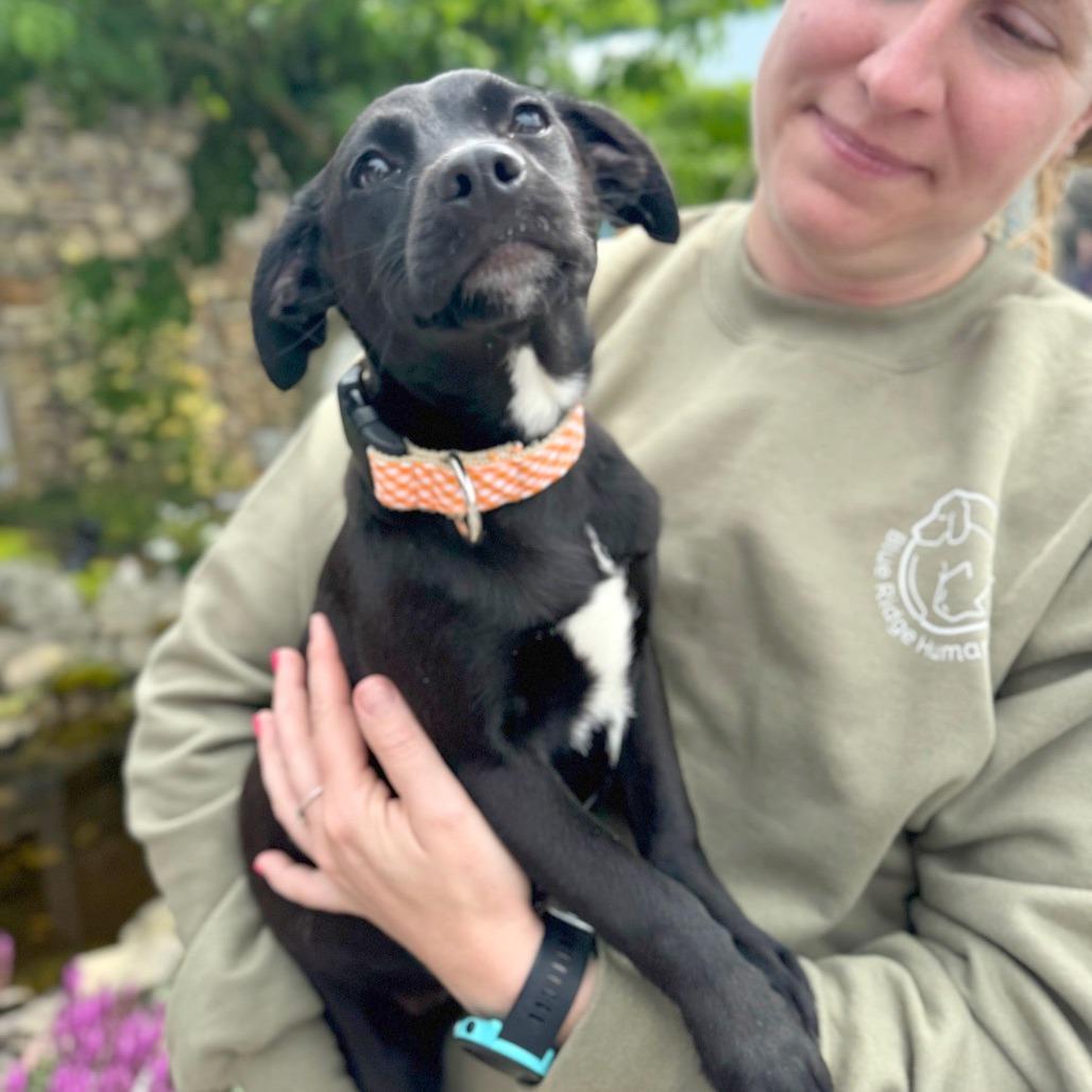 Osprey, a Adoptable Mixed Breed in Hendersonville, NC image 4/5