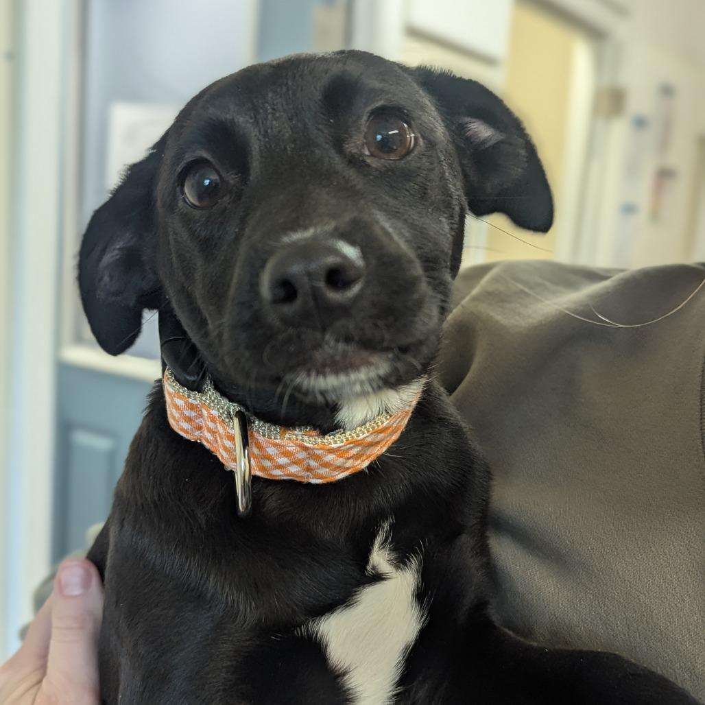 Osprey, a Adoptable Mixed Breed in Hendersonville, NC image 5/5