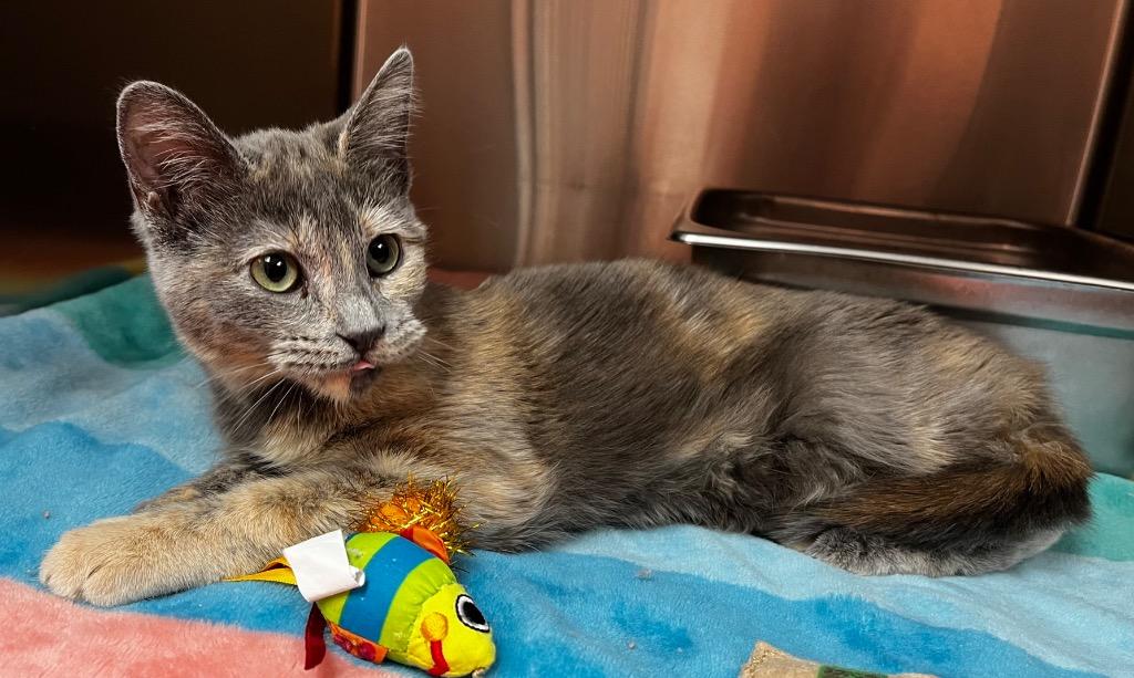 Baby, Adoptable, Kitten Female Domestic Short Hair.